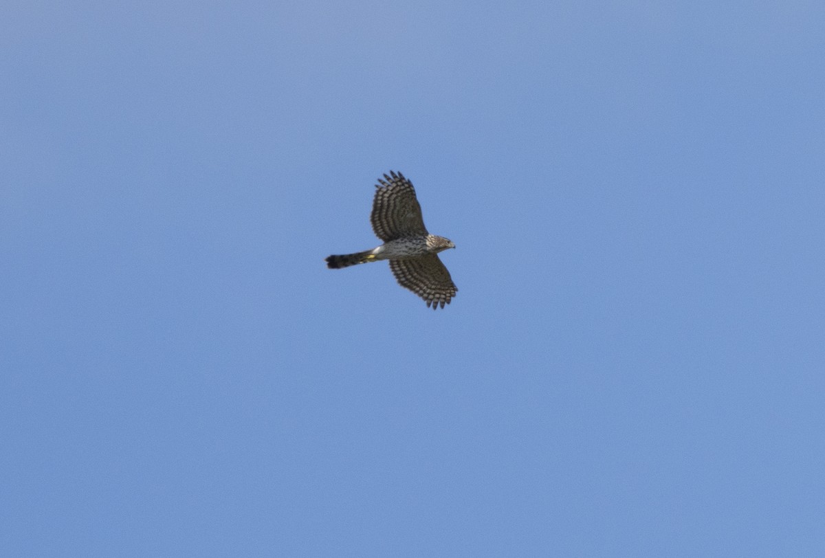 Cooper's Hawk - ML645452569