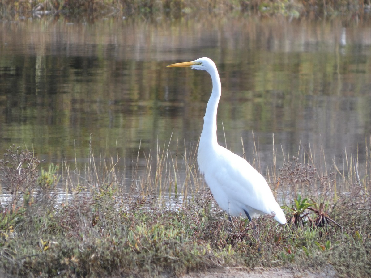 volavka bílá - ML645452576