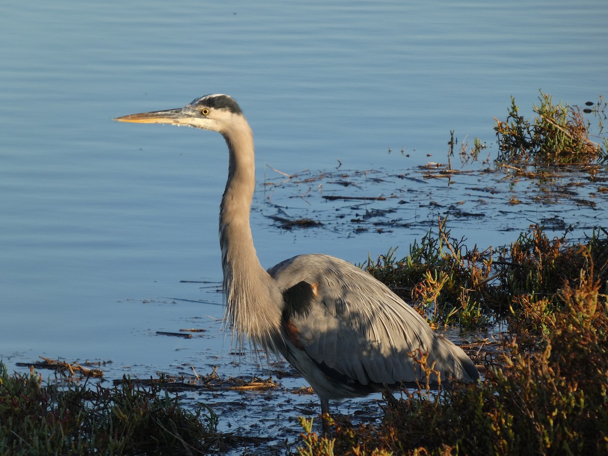 Great Blue Heron - ML645452577