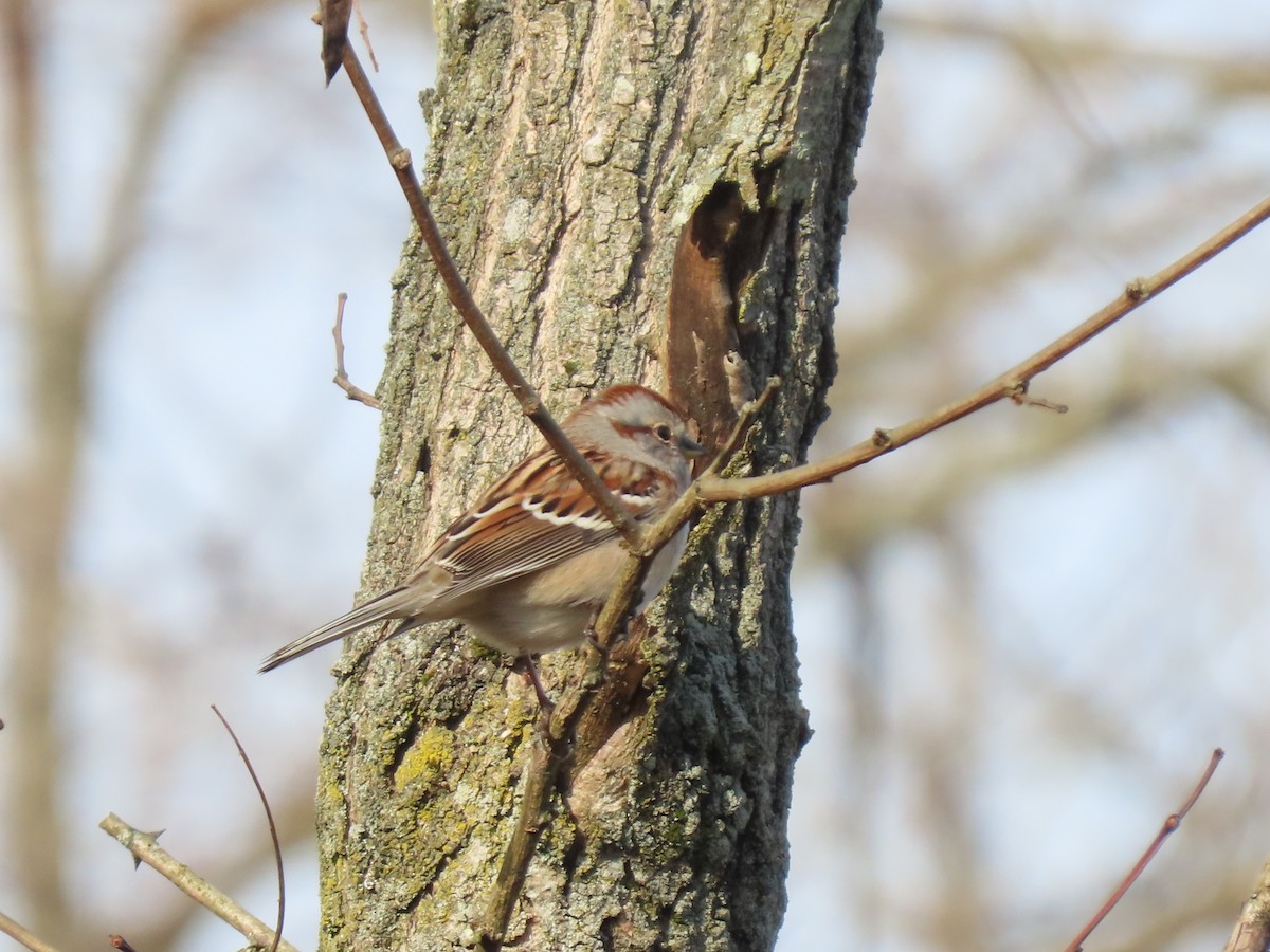 American Tree Sparrow - ML645452579