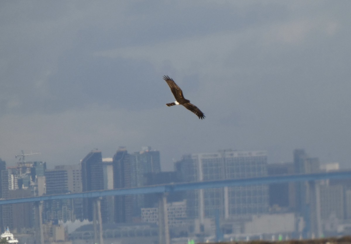 moták severoamerický - ML645452586