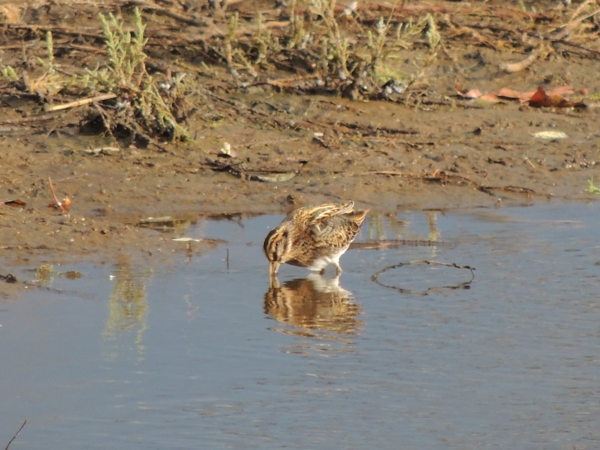 Jack Snipe - ML645452587