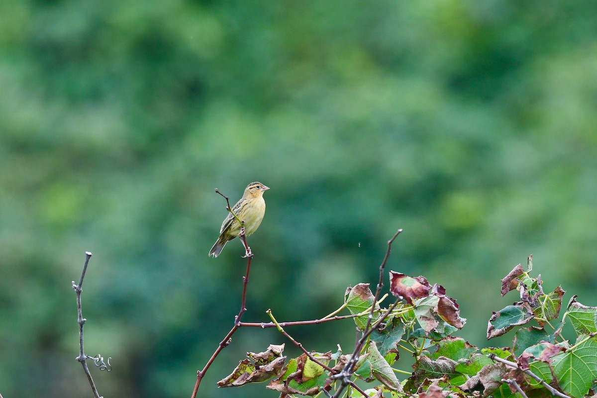 דרורן זהוב - ML645452592