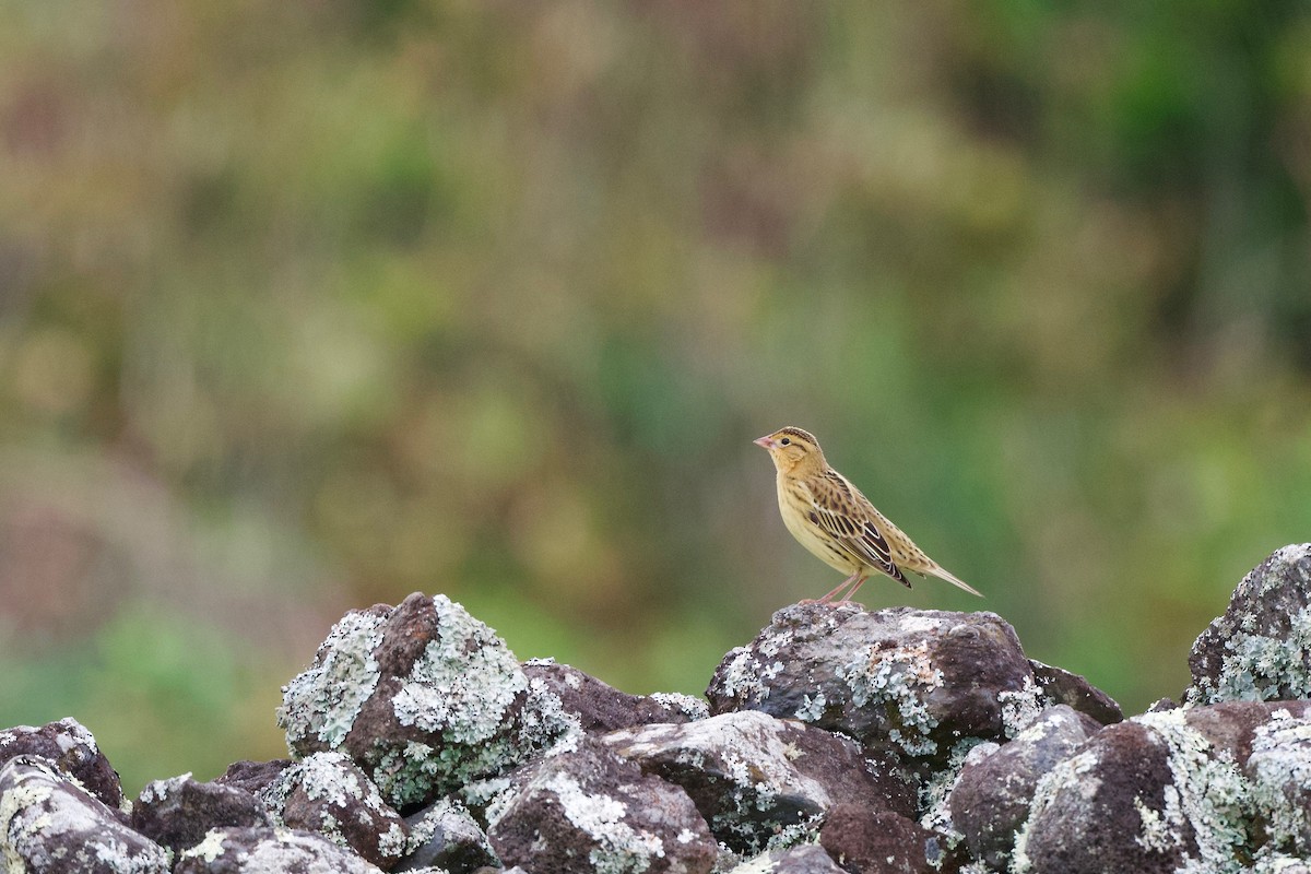 דרורן זהוב - ML645452593