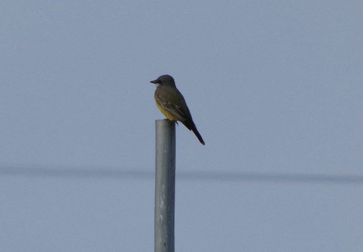 ハシボソタイランチョウ - ML645452601