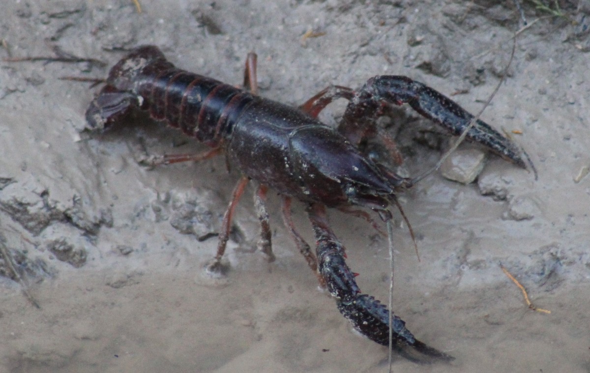 Red Swamp Crawfish - ML645452611
