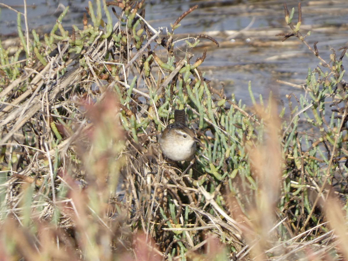 střízlík bažinný - ML645452612