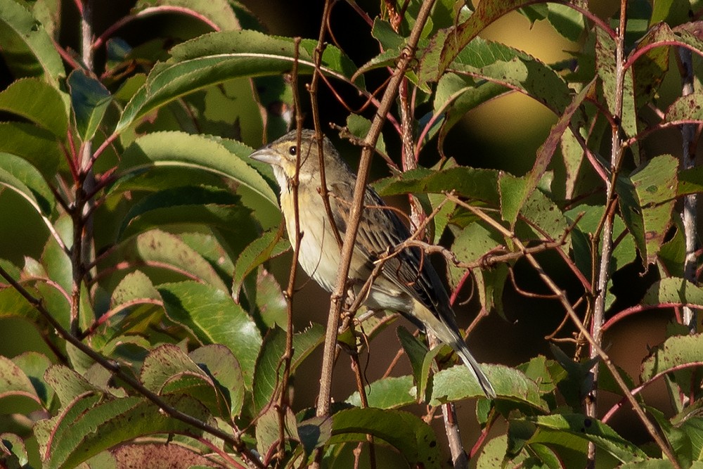 Dickcissel - ML645452614