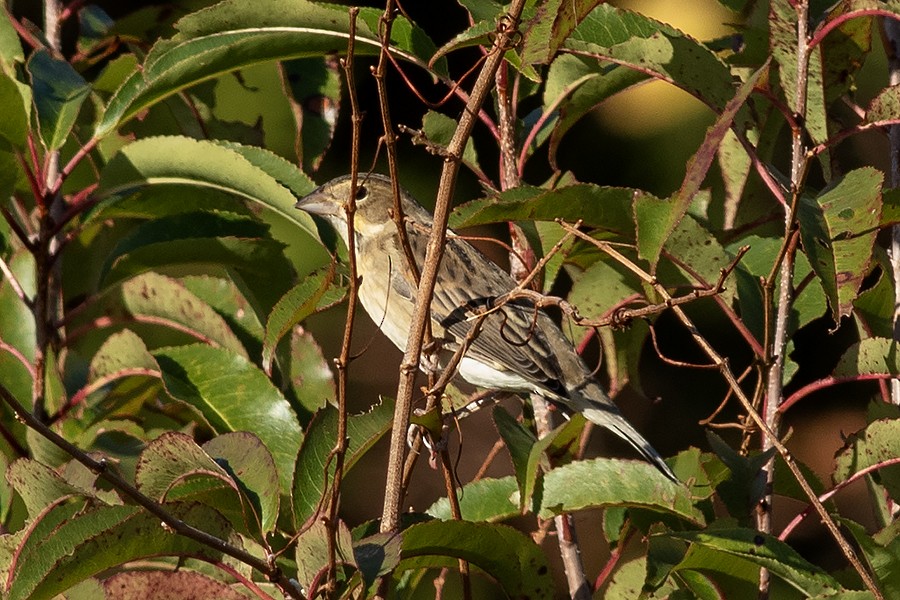 Dickcissel - ML645452615