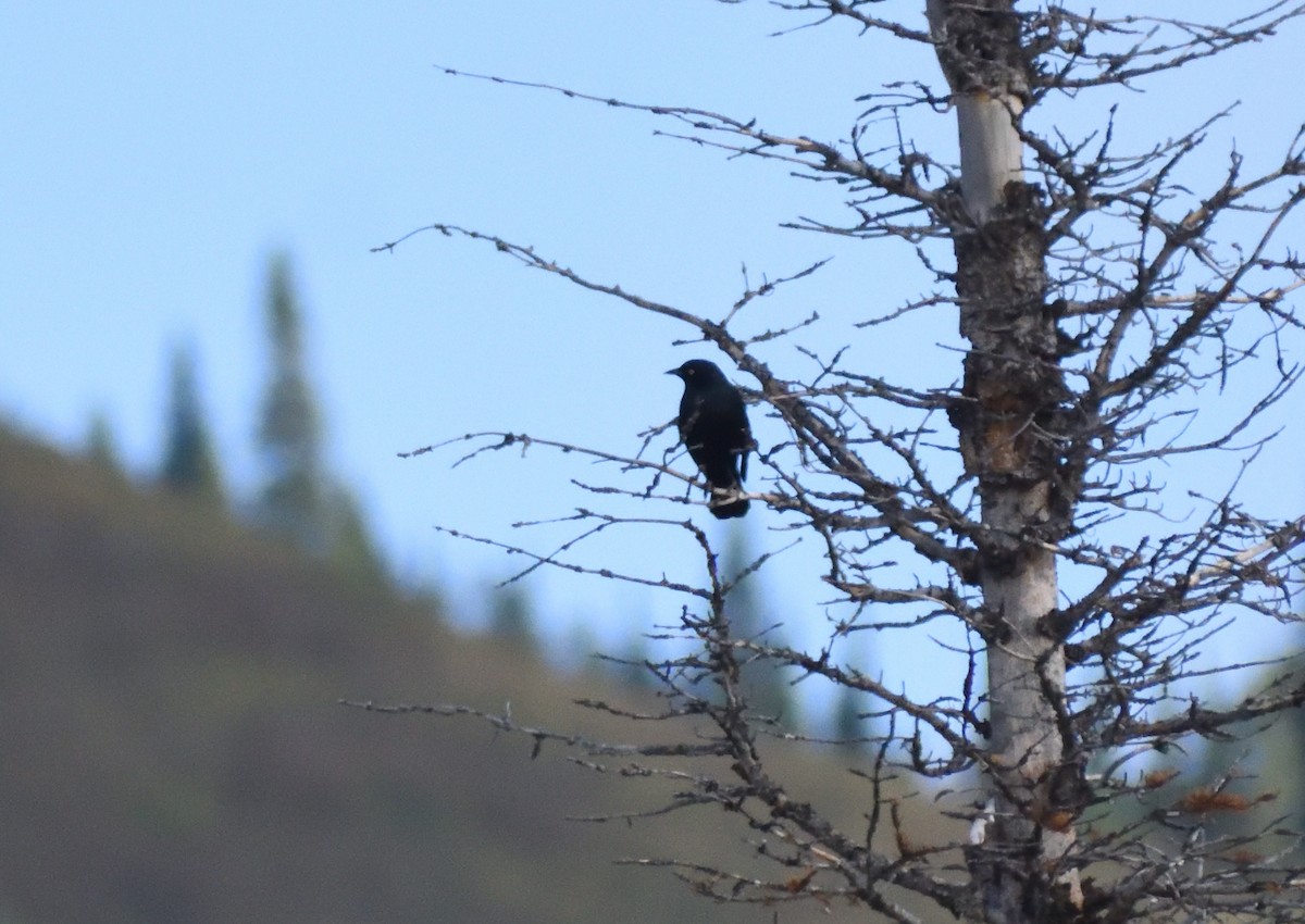 Brewer Karatavuğu - ML645452616