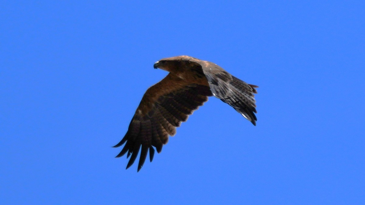 Tawny Eagle - ML645452617
