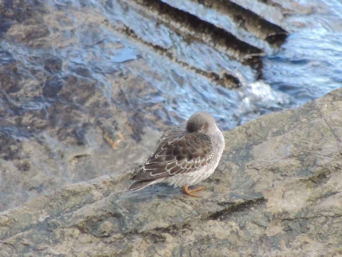 Purple Sandpiper - ML645452620