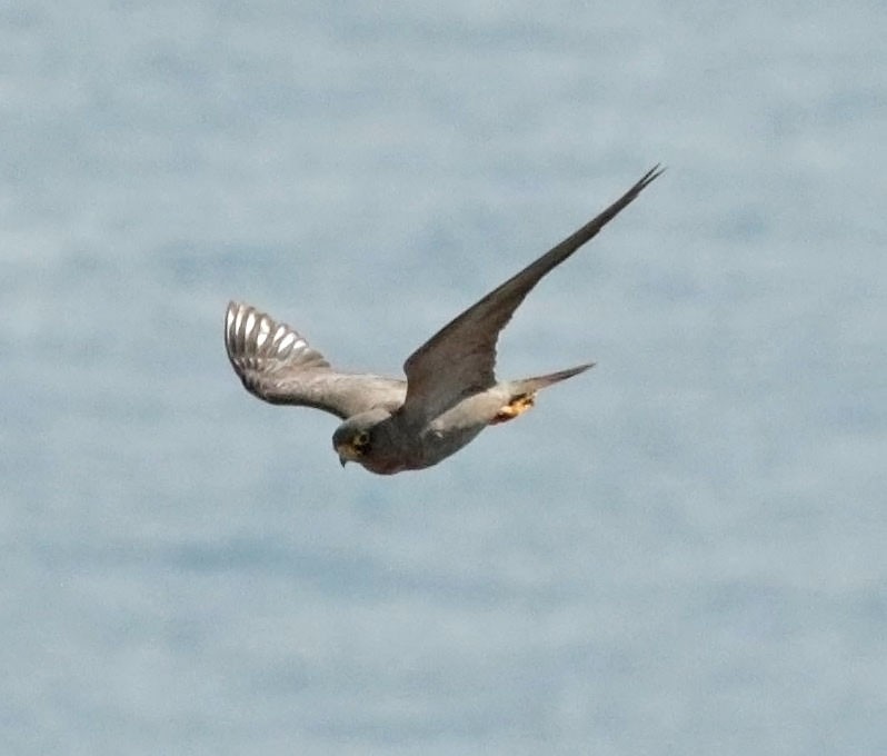 Sooty Falcon - ML645452623