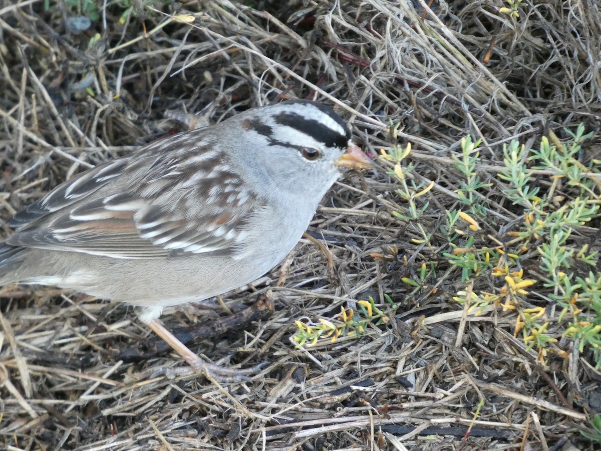 strnadec bělopásý - ML645452624