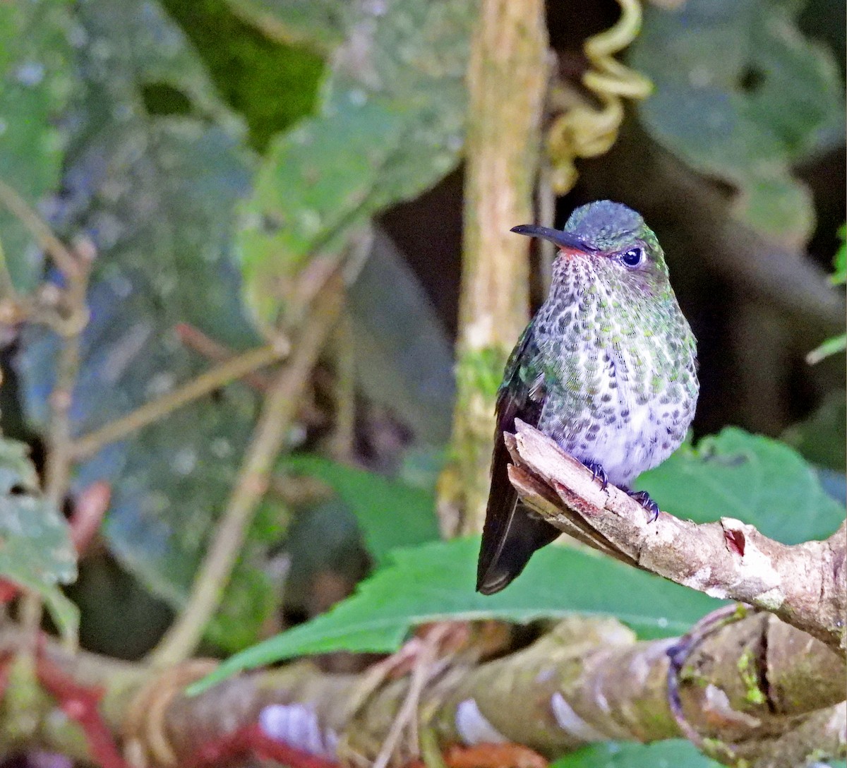 Colibri grivelé - ML645452627