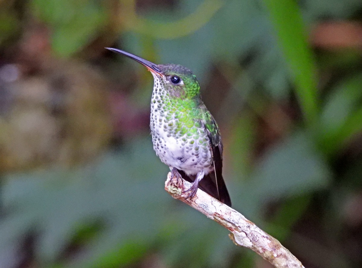 Colibri grivelé - ML645452628