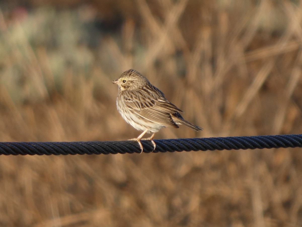 strnadec luční - ML645452630