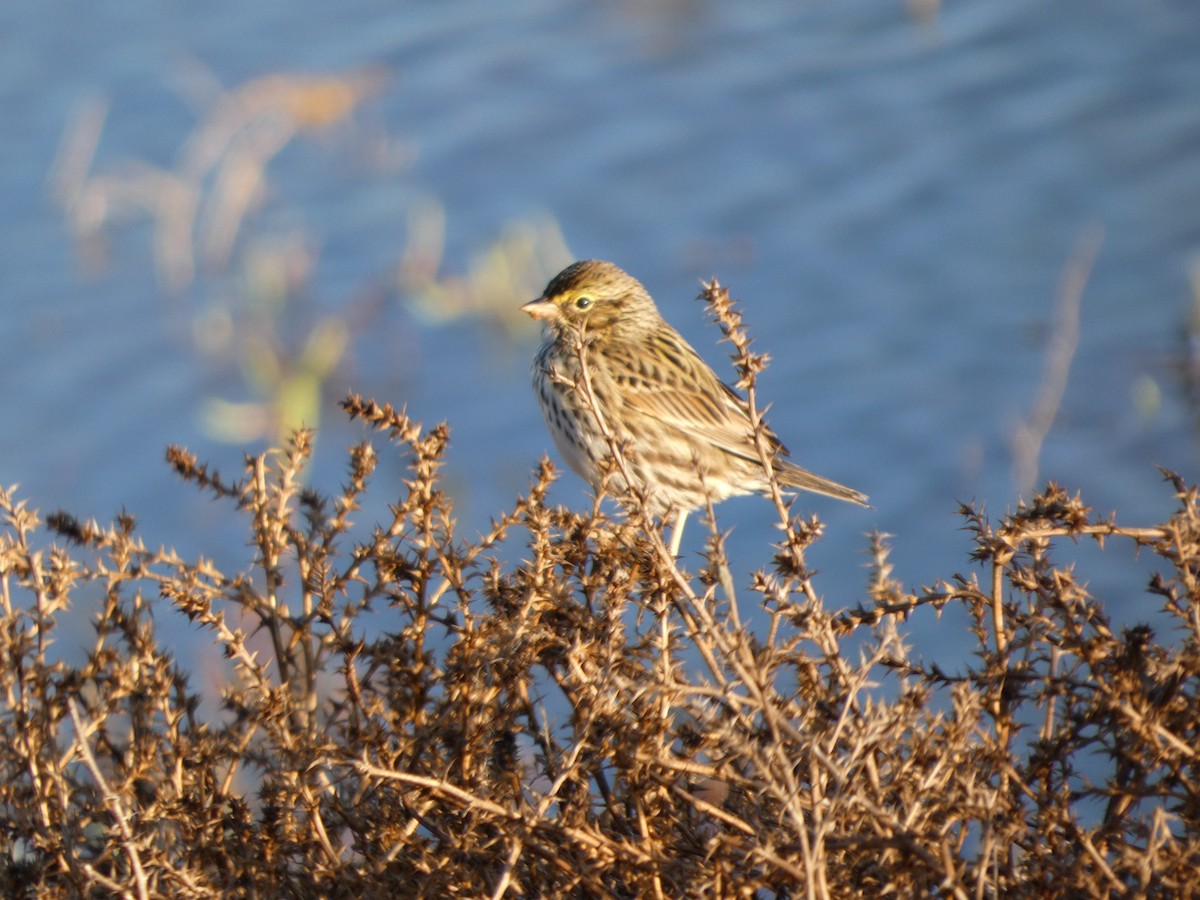 strnadec luční - ML645452631