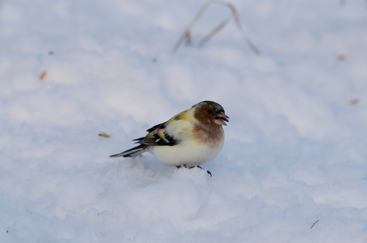 Common Chaffinch - ML645452632