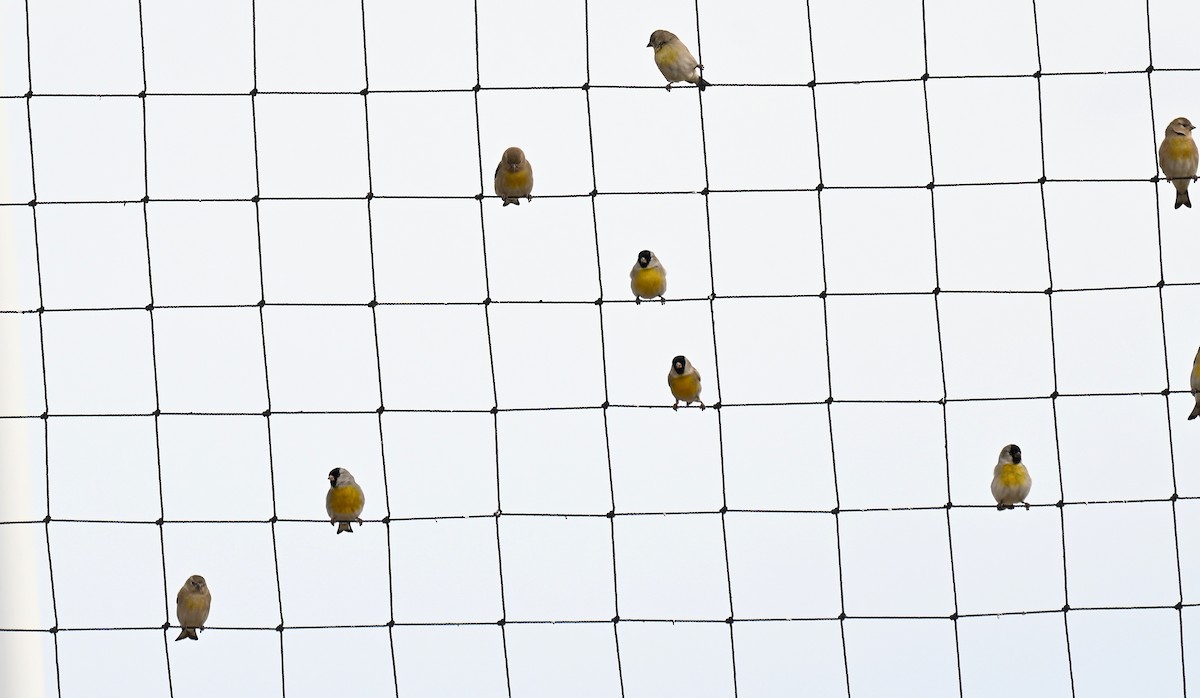 Lawrence's Goldfinch - ML645452633