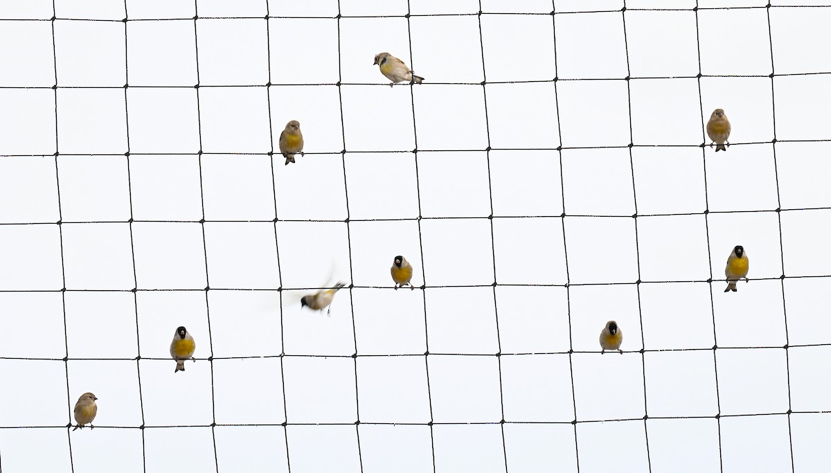 Lawrence's Goldfinch - ML645452634