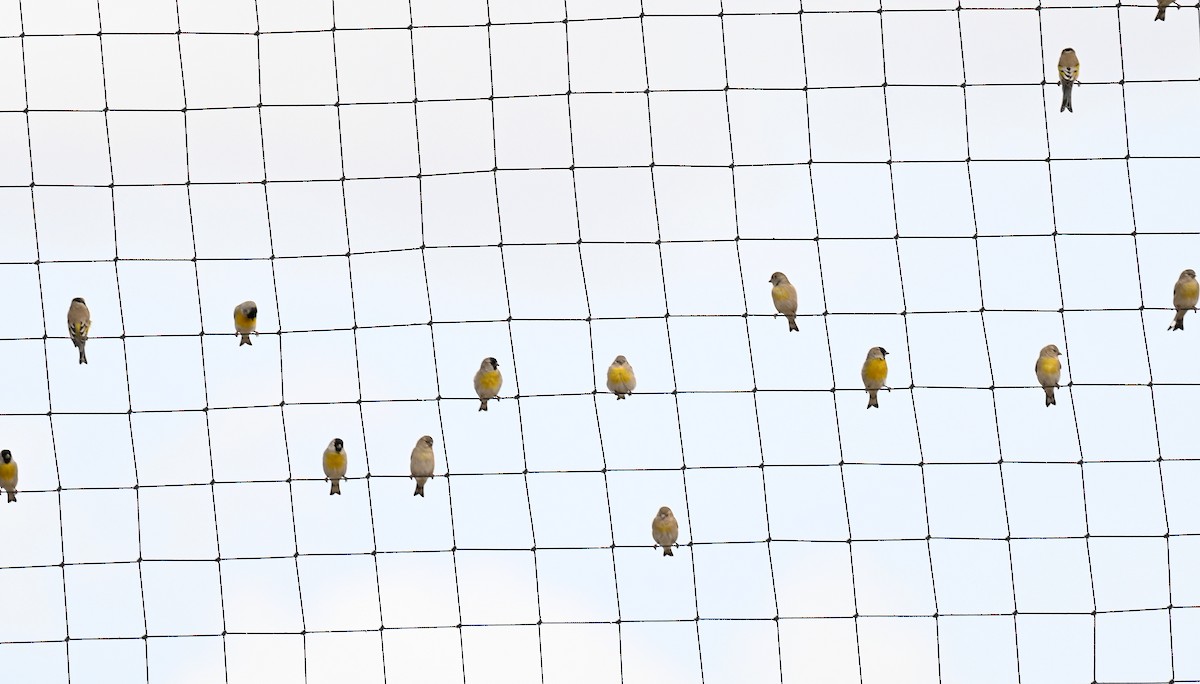 Lawrence's Goldfinch - ML645452635