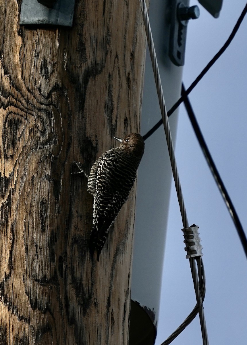 Williamson's Sapsucker - ML645452636