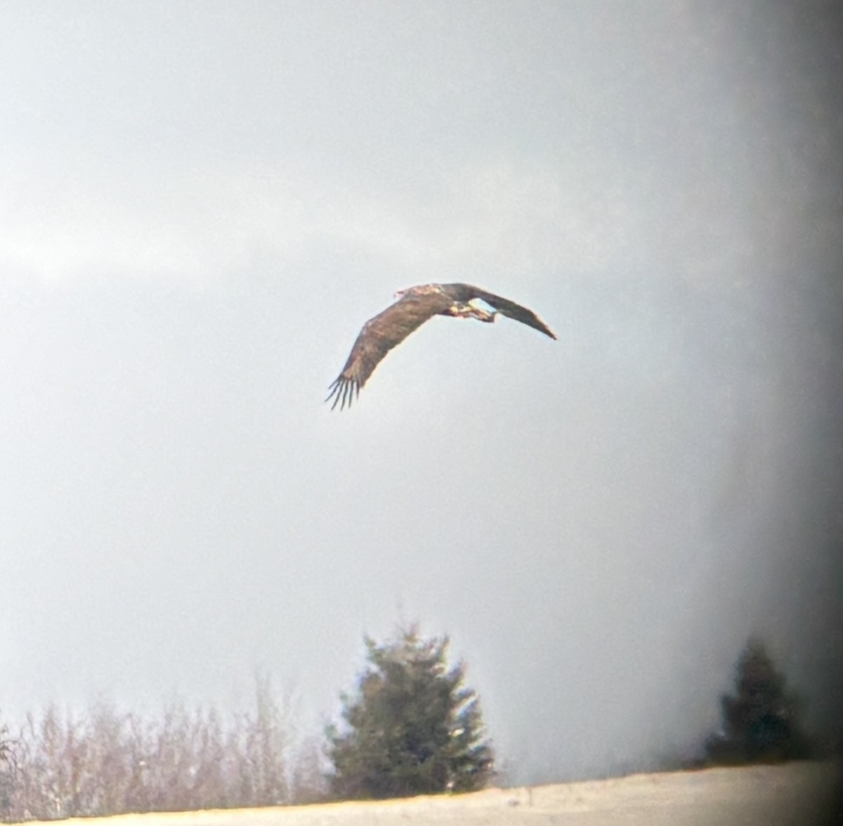 Bald Eagle - ML645452653