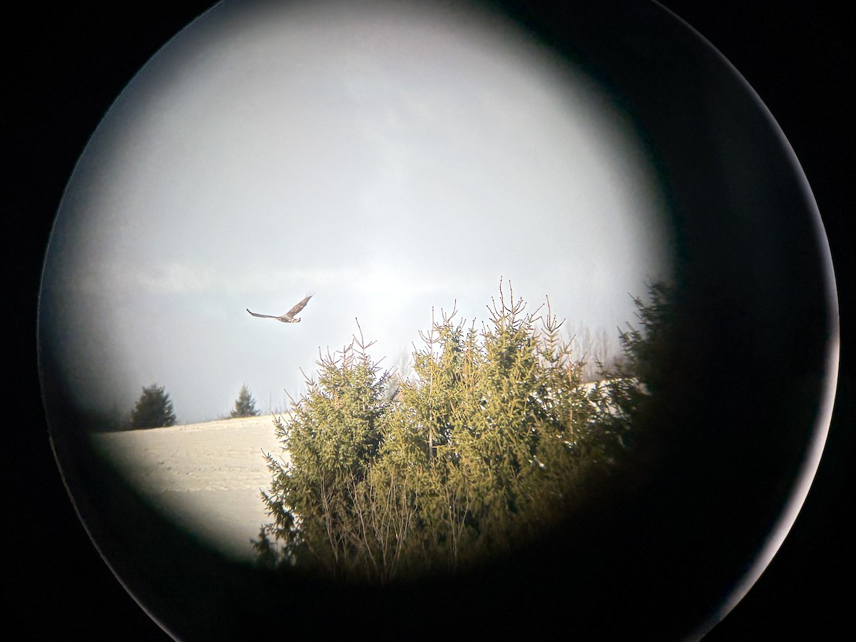 Bald Eagle - ML645452654