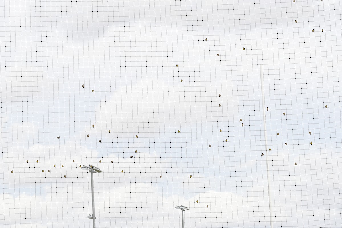 Lawrence's Goldfinch - ML645452659