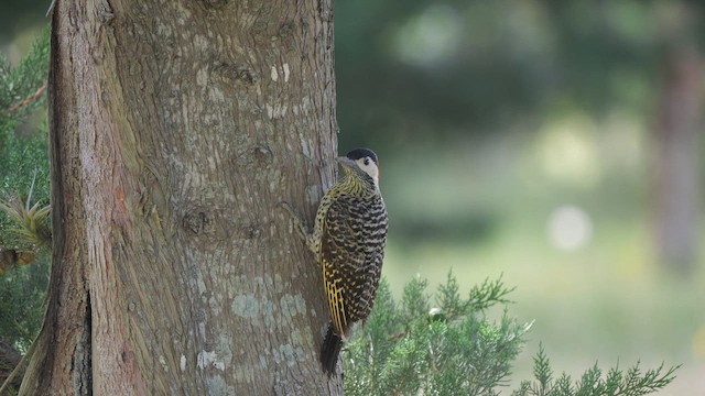 Green-barred Woodpecker - ML645452660