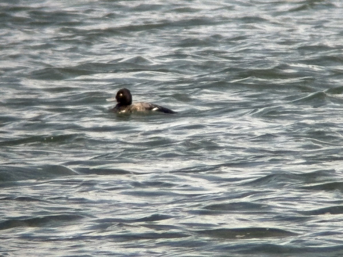 Lesser Scaup - ML645452663