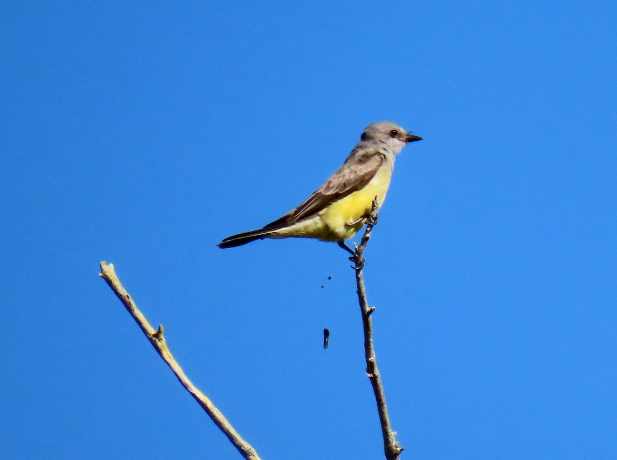 Western Kingbird - ML645452674