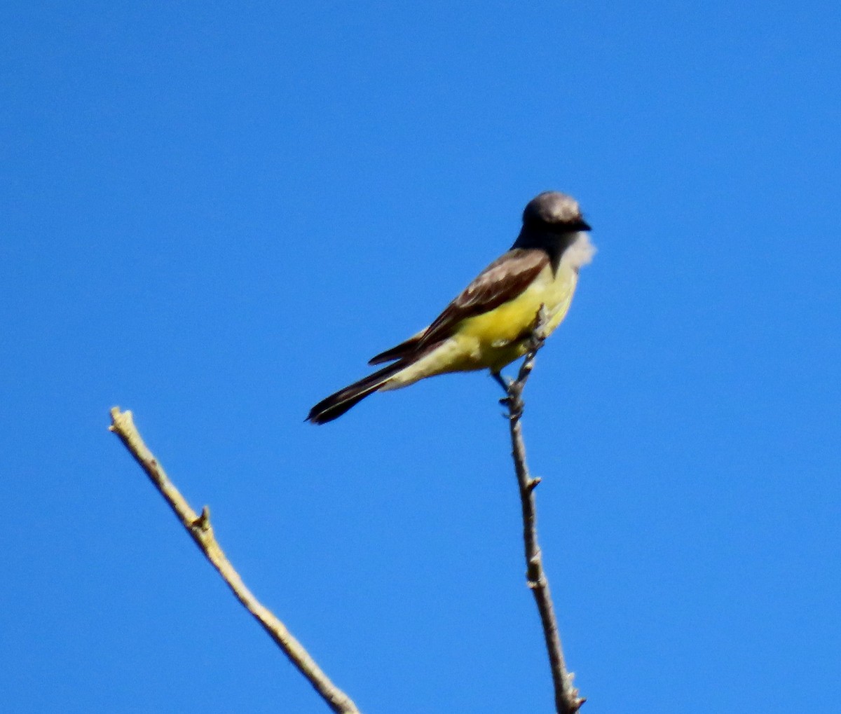 Western Kingbird - ML645452679
