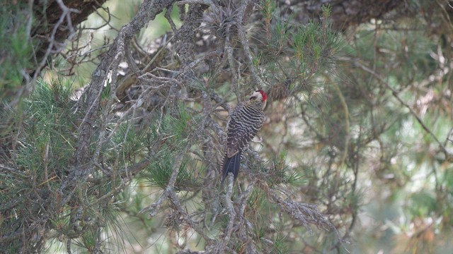 Green-barred Woodpecker - ML645452682