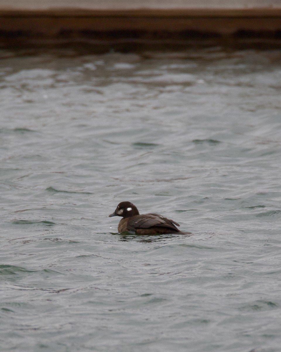 Palyaço Ördeği - ML645452691