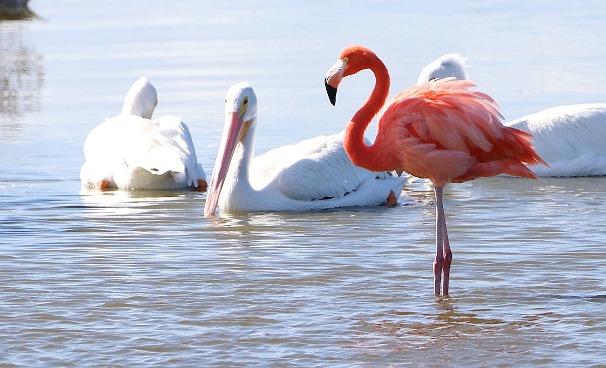 American Flamingo - ML645452714