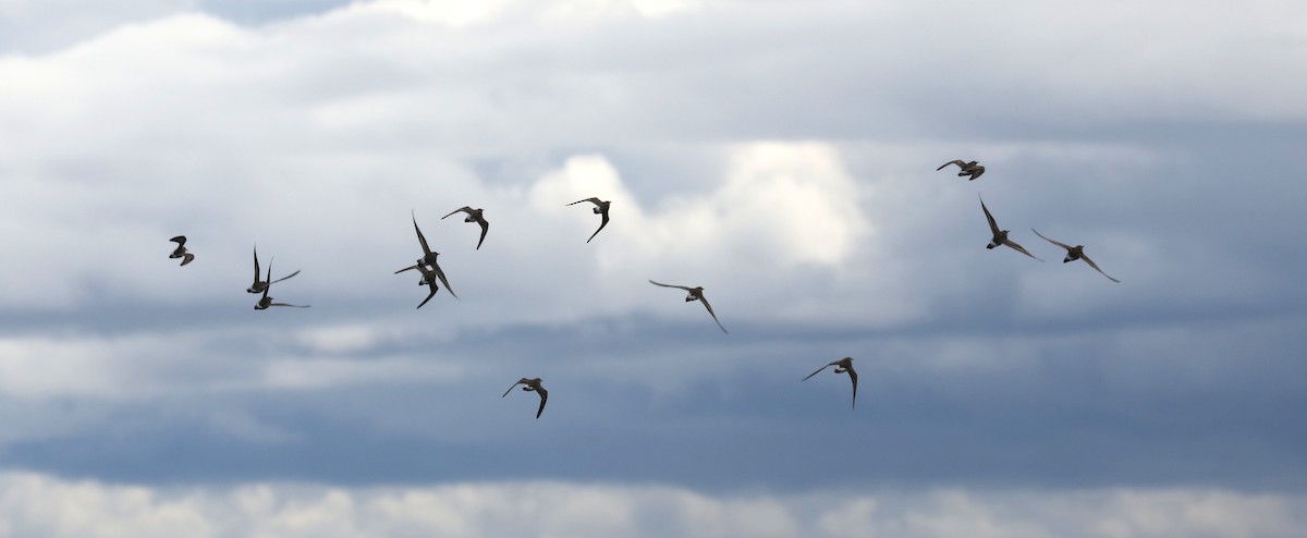 コシジロウズラシギ - ML645452715