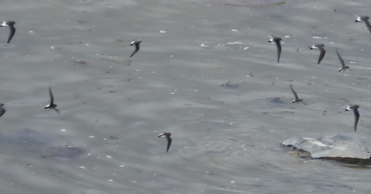 Semipalmated Sandpiper - ML645452721