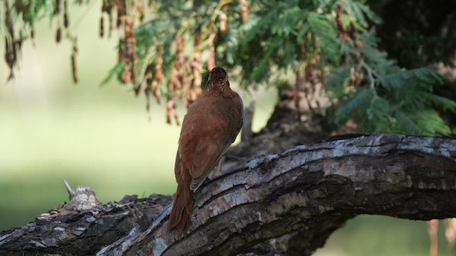 Дереволаз-шабледзьоб - ML645452736