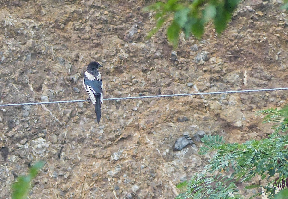 Orientelster - ML645452738