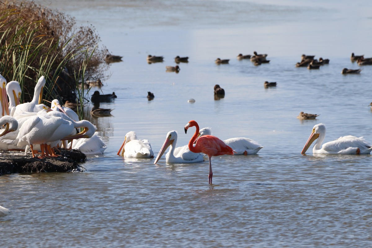 American Flamingo - ML645452743