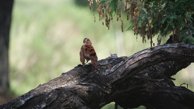 Дереволаз-шабледзьоб - ML645452758