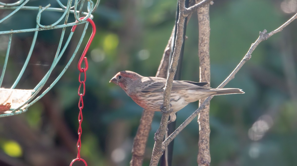 House Finch - ML645452759