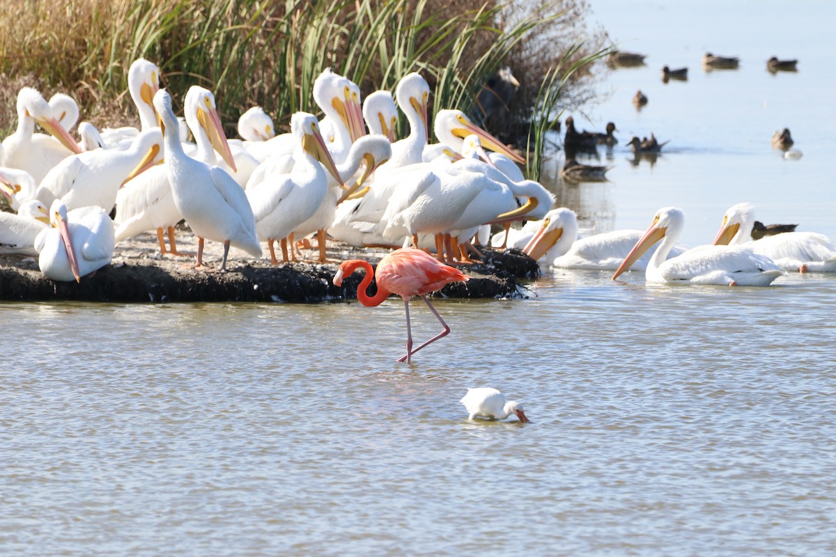 American Flamingo - ML645452760