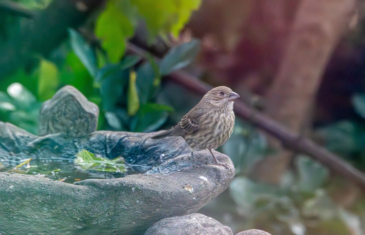 House Finch - ML645452762