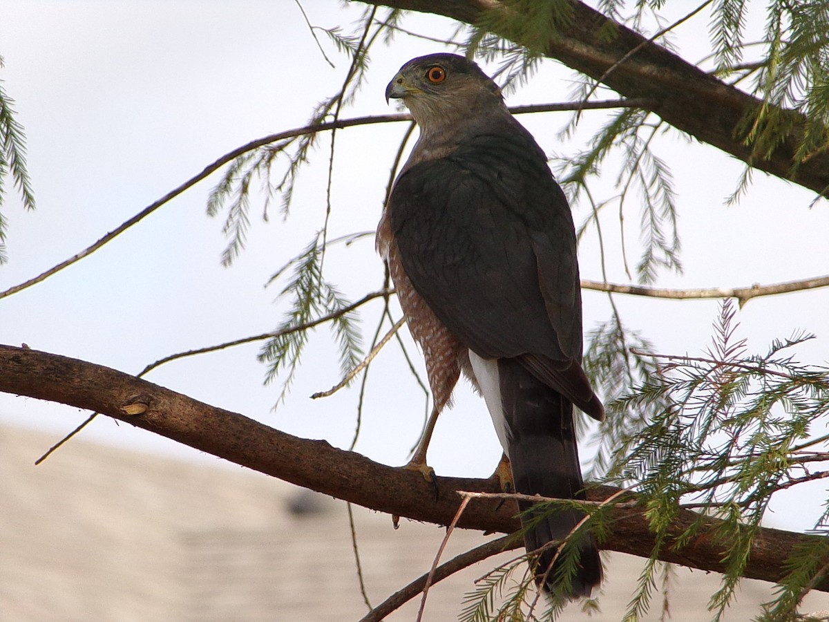 Cooper's Hawk - ML645452764