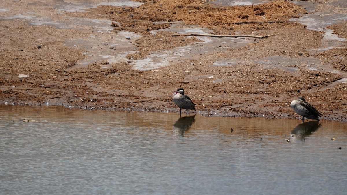 Red-billed Duck - ML645452774