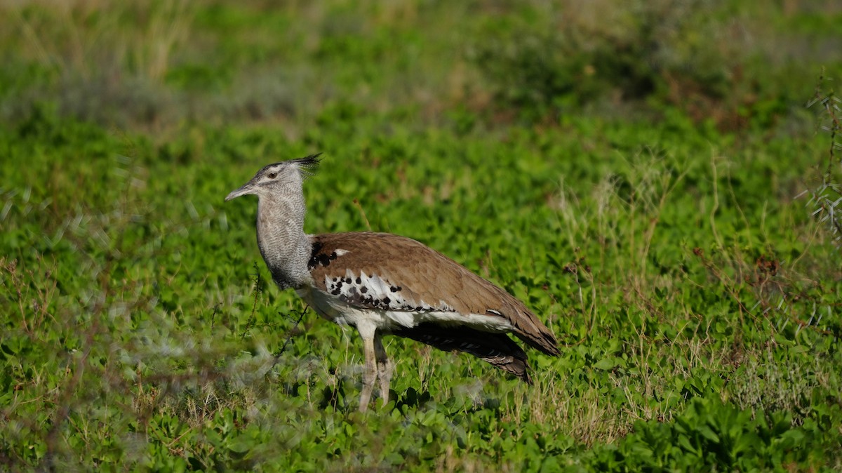 Дрофа-кори - ML645452794