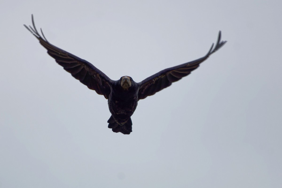 Corbeau freux - ML645452797